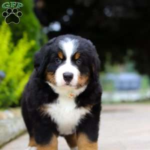 Sir Walter, Bernese Mountain Dog Puppy